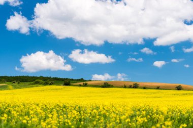 güneşli bir gün bahar peyzaj