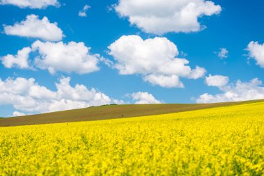 güneşli bir gün bahar peyzaj