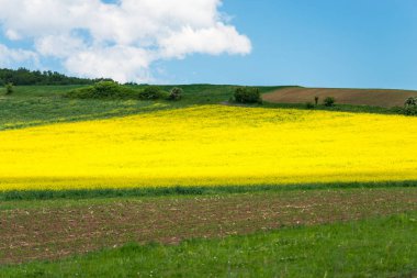 güneşli bir gün bahar peyzaj