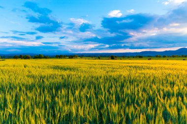 güneşli bir gün bahar peyzaj