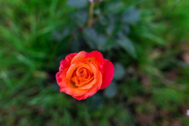 Kırmızı ve yelow Gül çalı yakın görünümü