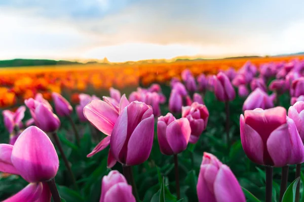 Mooie Bloeiende Tulpen Veld — Stockfoto