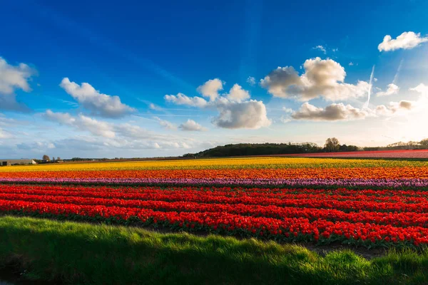 Красивое Цветущее Поле Тюльпанов — стоковое фото
