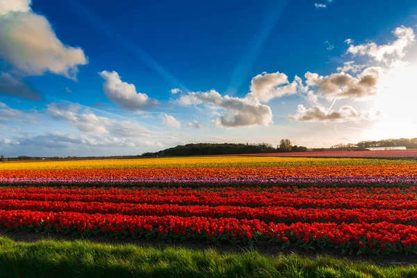Vackra Blommande Tulpaner Fält — Stockfoto