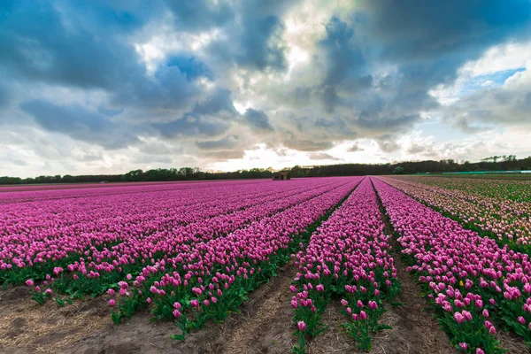 Krásné Rozkvetlé Tulipány Pole — Stock fotografie