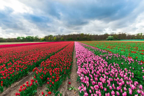 Feltet Med Vakre Tulipaner – stockfoto