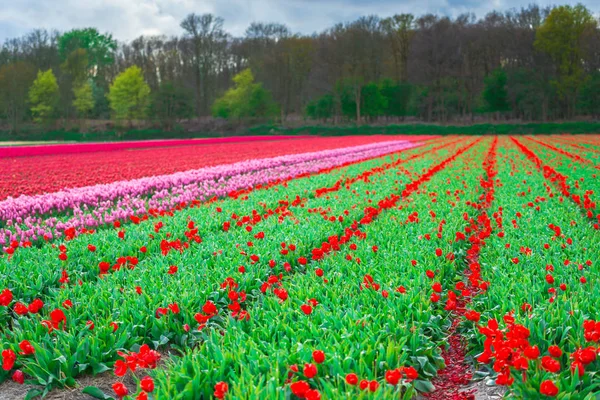 Красивое Цветущее Поле Тюльпанов — стоковое фото