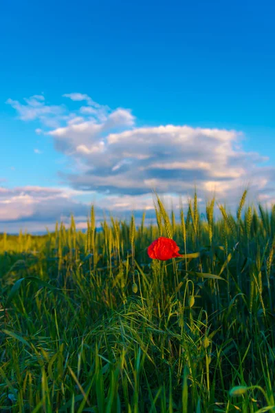 Grama Campo Trigo Flor Papoula Vermelha Primeiro Plano Céu Azul — Fotografia de Stock