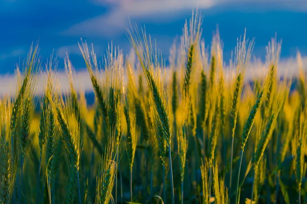 Lente Landschap Zonnige Dag — Stockfoto