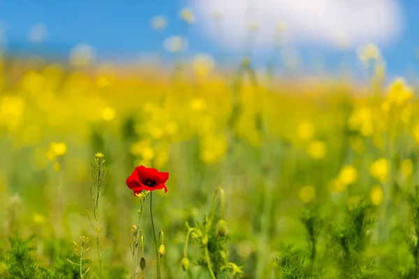 Paisagem Primavera Dia Ensolarado — Fotografia de Stock