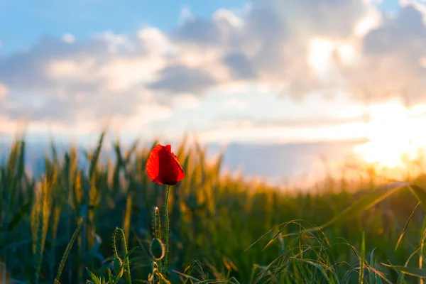 güneşli bir gün bahar peyzaj
