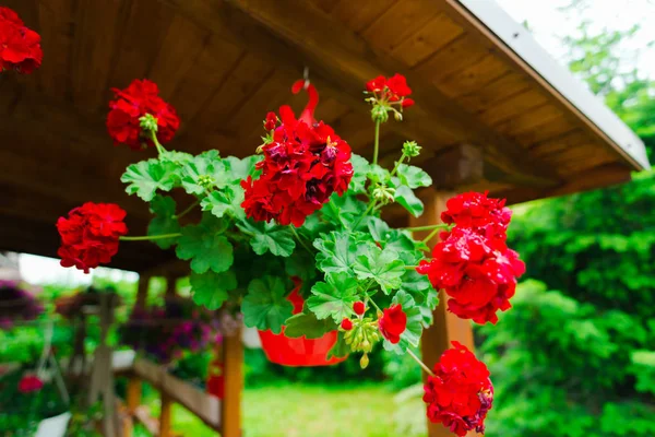 Ahşap evin çatısında güzel taze kırmızı çiçek çiçek 