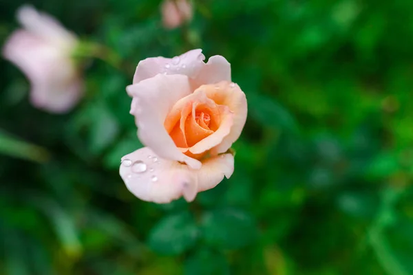 Закрытый Вид Чайную Розу — стоковое фото