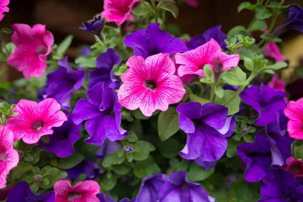 Parlak Çiçekler Doğal Arka Plan Bahçe — Stok fotoğraf