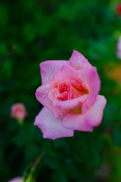 Rose Rose Poussant Sur Buisson Vert Avec Des Feuilles — Photo