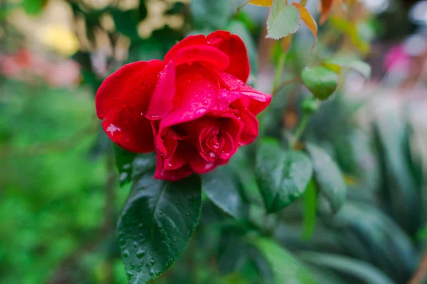 Rosa Vermelha Crescendo Arbusto Verde Com Folhas — Fotografia de Stock
