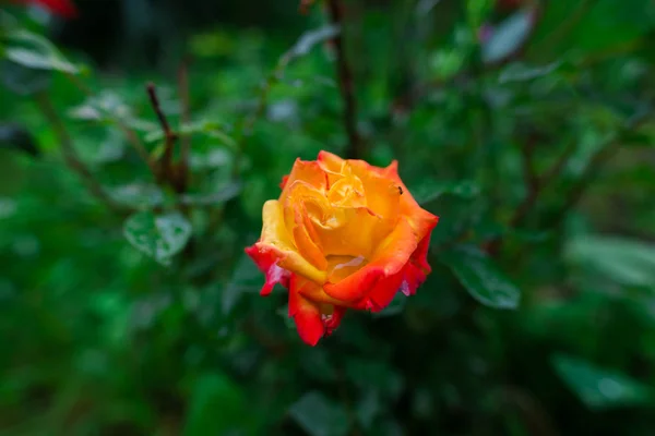 Апельсиновая Роза Растет Зеленом Кусте Листьями — стоковое фото