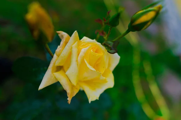 Rosa Amarela Crescendo Arbusto Verde Com Folhas — Fotografia de Stock