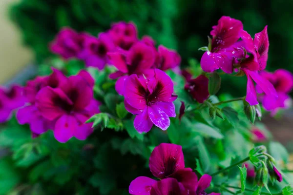 明るい花 自然な背景を持つ庭 — ストック写真