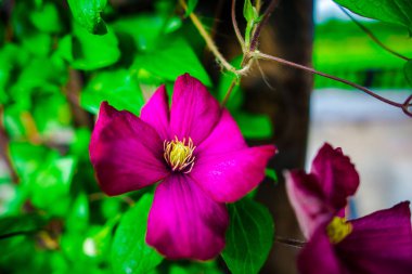Parlak pembe çiçekler, doğal arka plan.