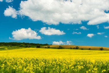 Bahar alan ile parlak çiçek açan bitkiler üzerinde mavi gökyüzü arka plan beyaz bulutlar ile