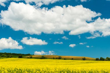 Bahar alan ile parlak çiçek açan bitkiler üzerinde mavi gökyüzü arka plan beyaz bulutlar ile