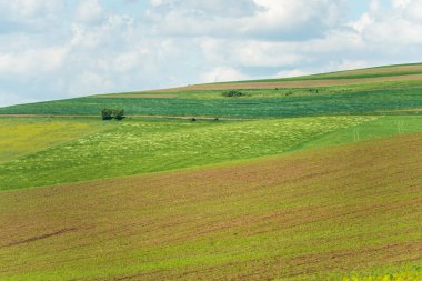 Bahar alan ile parlak çiçek açan bitkiler üzerinde mavi gökyüzü arka plan beyaz bulutlar ile
