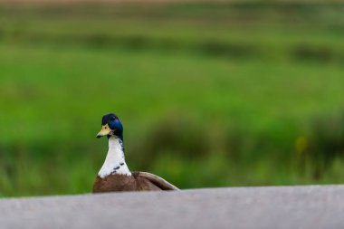 Şirin Drake, ördek portre görünümü Kapat.