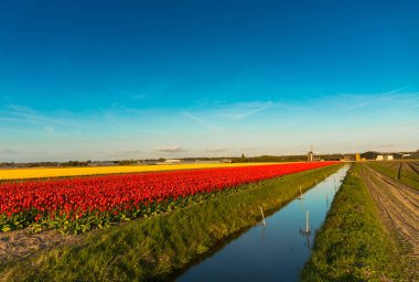 Sarı ve kırmızı laleler, aydınlık alan