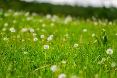 Kurutulmuş dandelions ile yeşil çayır