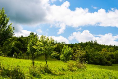 Genç bahar ağaçları, parlak çim ile yeşil tepeler.