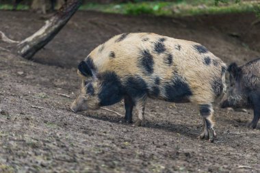 Şirin domuzu orman çayır üzerinde otlatma
