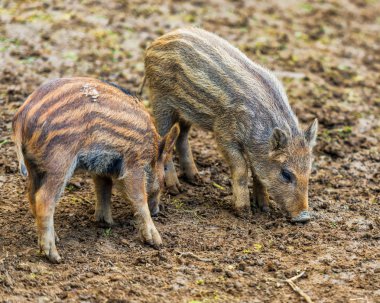 Ormanda otlatma sevimli vahşi domuz yavruları