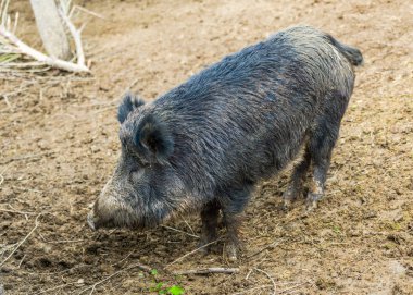 Yabani domuz yavrusu ormanda otlatma
