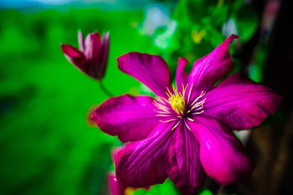 Bright Pink Flowers Natural Background — Stock Photo, Image