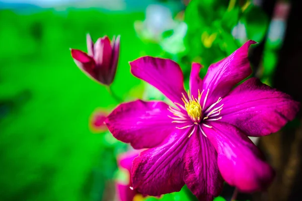 Bright Pink Flowers Natural Background — Stock Photo, Image