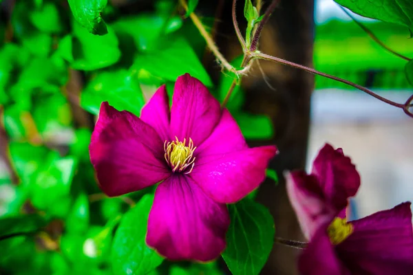 Fleurs Rose Vif Fond Naturel — Photo