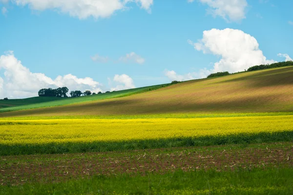 Campo Primavera Com Plantas Brilhantes Florescendo Fundo Céu Azul Com — Fotografia de Stock