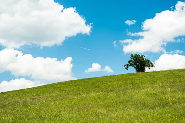 Bahar alan ile parlak çiçek açan bitkiler üzerinde mavi gökyüzü arka plan beyaz bulutlar ile