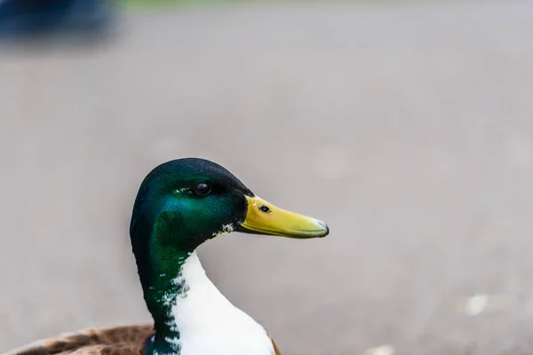 Fechar Vista Drake Bonito Retrato Pato — Fotografia de Stock