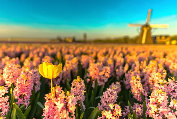 Erstaunlicher Sonnenuntergang Abend — Stockfoto