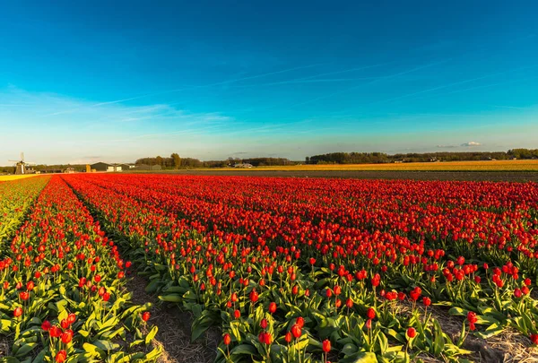 Champ Lumineux Tulipes Jaunes Rouges — Photo
