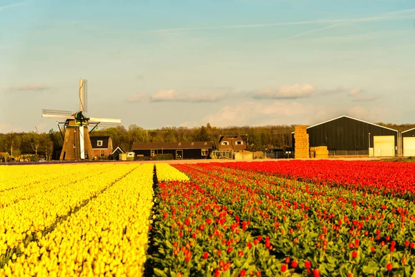 Heldere Gebied Van Gele Rode Tulpen — Stockfoto