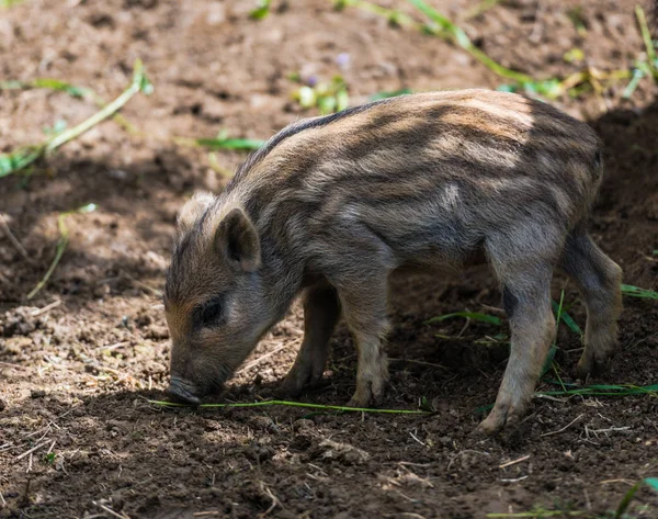 可爱的野生小猪在地下寻找食物 — 图库照片