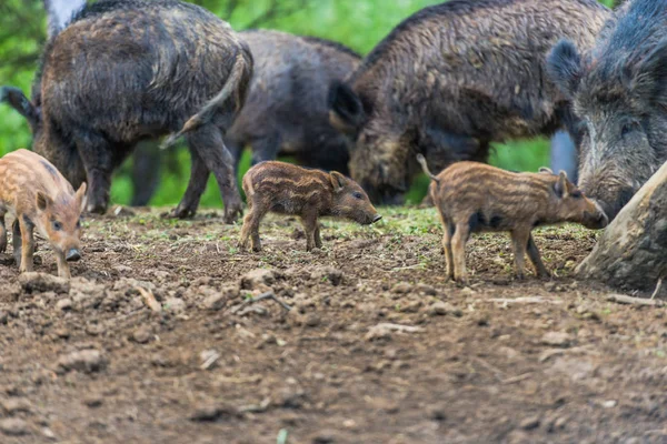 Wild pigs and piglets grazing in forest