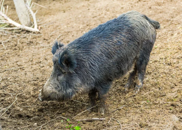 Yabani domuz yavrusu ormanda otlatma