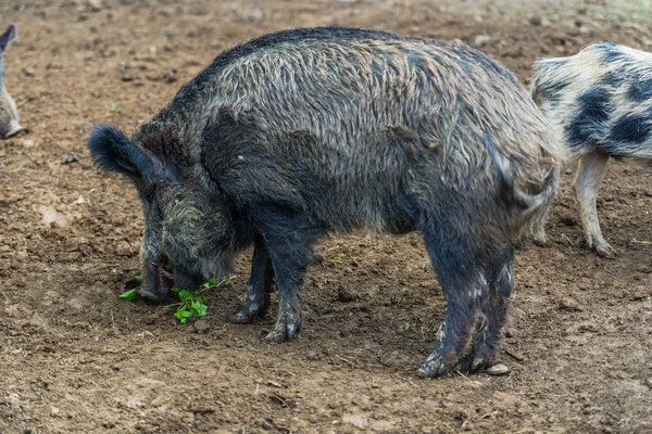 Niedliche Wildschweine Grasen Auf Wiese Wald — Stockfoto