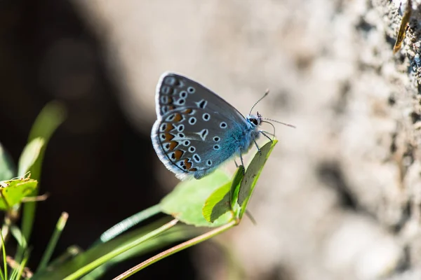 Papillon Bleu Commun Polyommatus Icarus Reposant Sur Plante — Photo