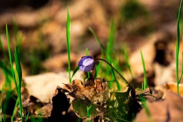 Roxo Pasque Flor Crescendo Grama Entre Folhas Secas — Fotografia de Stock