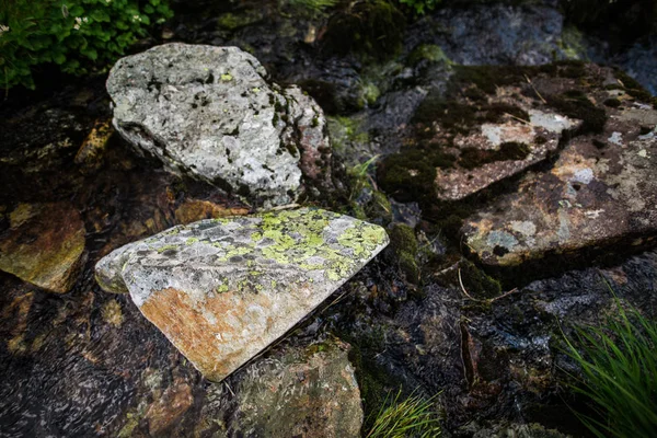 Arroyo Forestal Con Hierba Verde Piedras — Foto de Stock